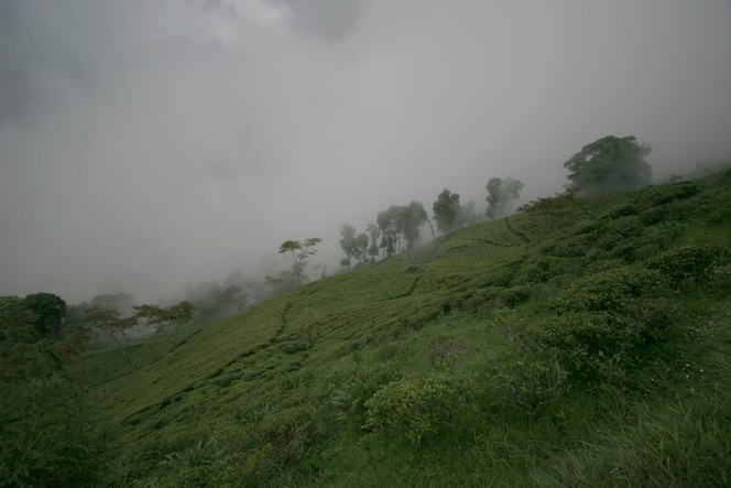 Tea plantation in the mists of Darjeeling
