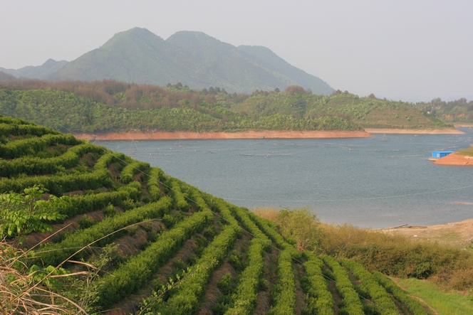 On this mountain : the best green teas in Anhui On this mountain : the best green teas in Anhui
