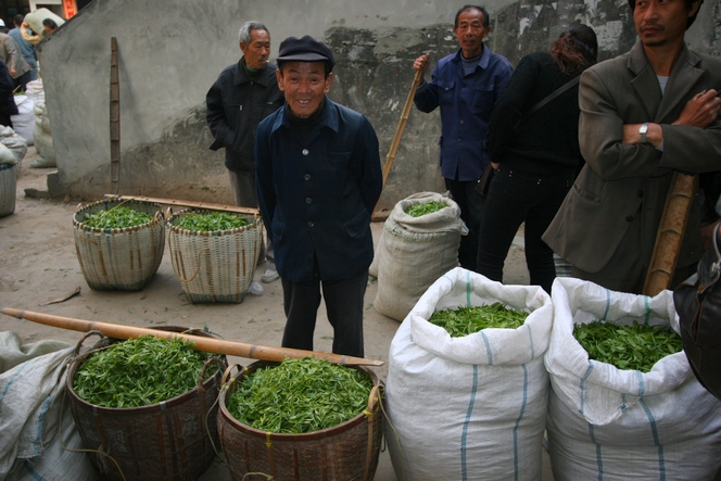 In China, harvesting of premium teas is in full swing