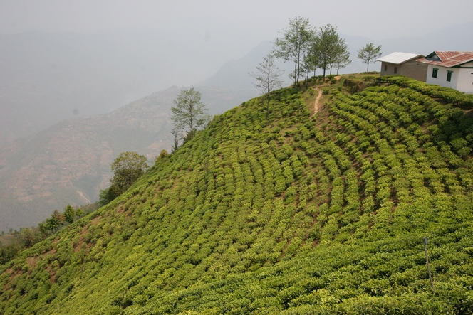 The best teas are often produced from March to May
