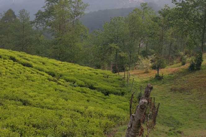 Undisturbed tea trees in the setting sun