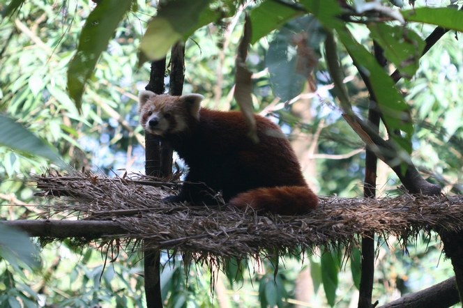 The red panda or firefox, a creature of the Himalayas