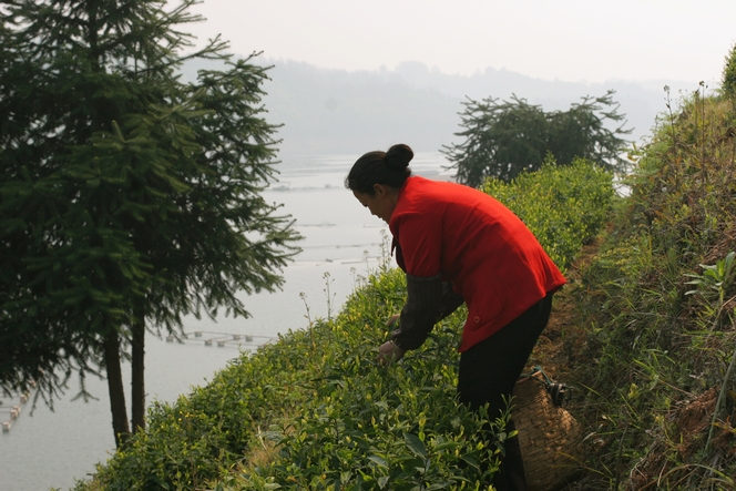 Taiping Hou Kui : a very expensive tea from China