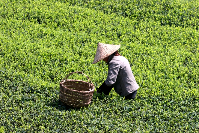 Tea leaves ready for harvesting are yellow-green