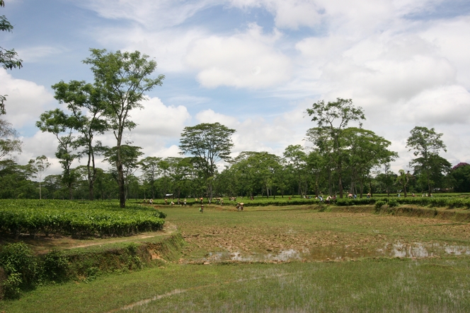 In Assam, tea fields adjoin the paddy fields