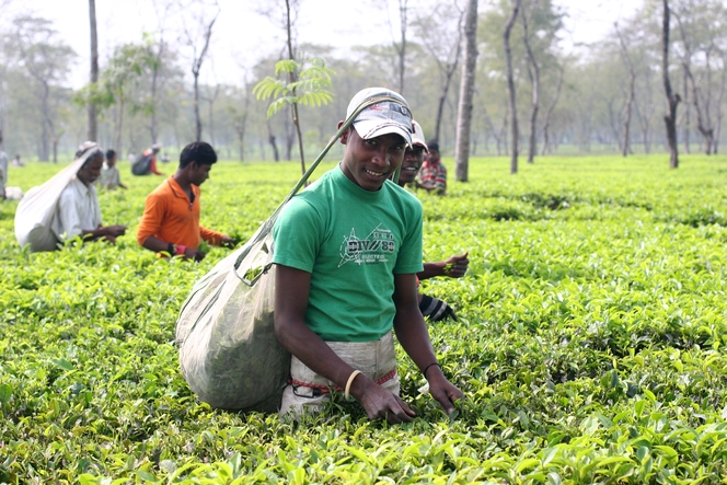 Tea harvesting by the Adivasis in India