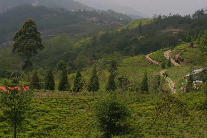 Splendid view from Kuwapani tea garden