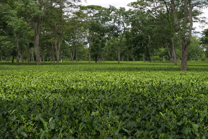 Assam, one of the the rainiest regions in the world