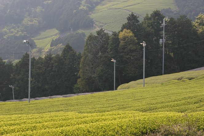 Japan : drink the best teas with complete peace of mind