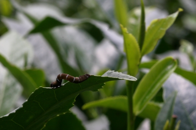 The inchworm is an enemy of the tea plant