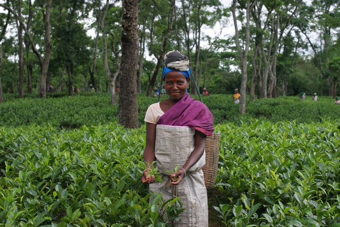 Charming tea plucker on Dufflating Tea Estate