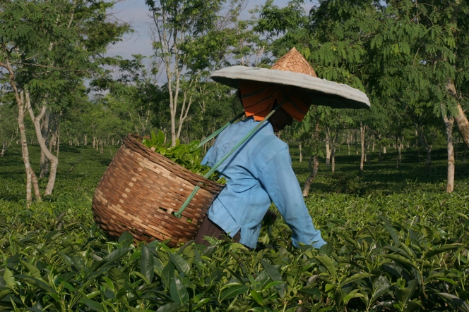 Plucking tea with 35°C and 100% humidity