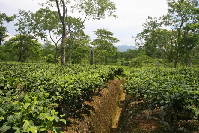 Drains dug into the soil to protect tea plants