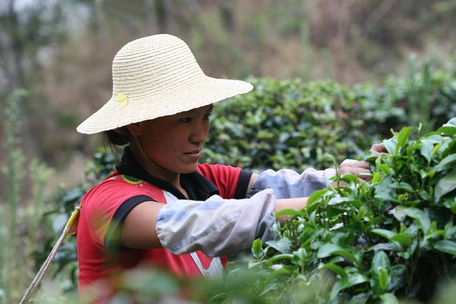 Camellia : a shrub with a tough foliage