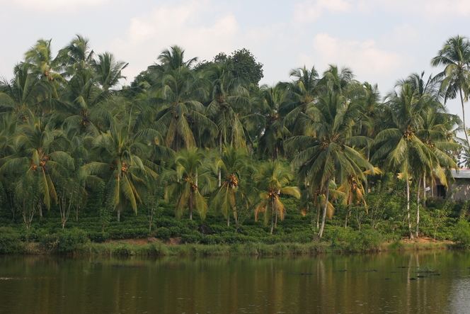 Palm trees giving shade to tea plants