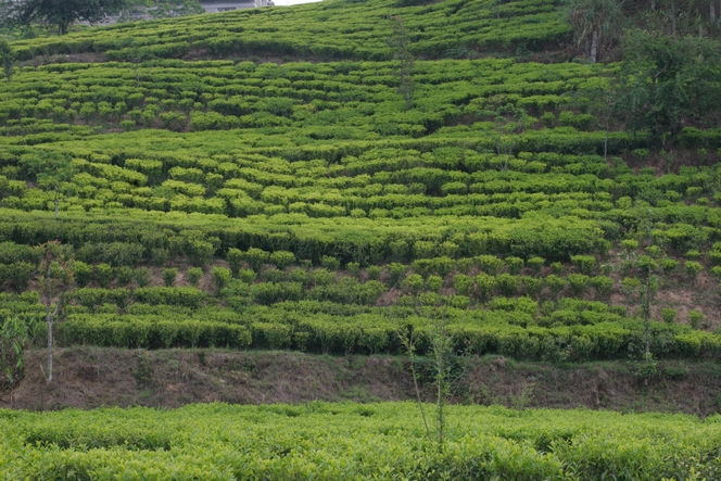 Tea trees growing quite freely in Kuwapani