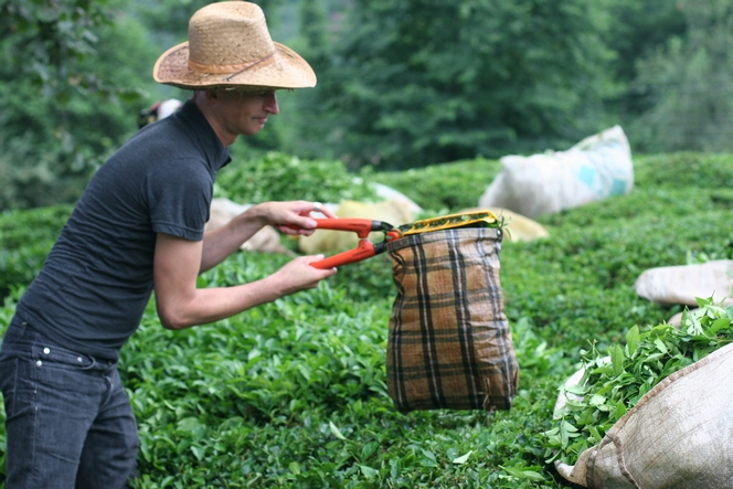 In Turkey, one uses clippers to pluck tea