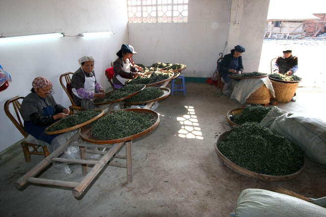 Selecting the best tea requires patience