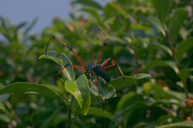 Elegant spider living among organic tea plants