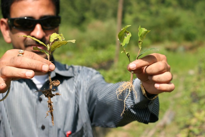 There are two ways of growing a new tea plant