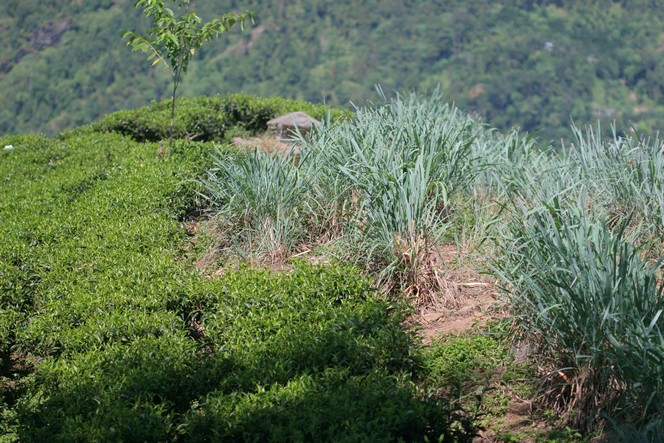 Citronella growing among organic tea plants