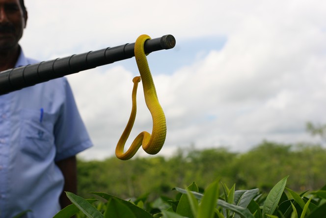 Snakes also live among tea plants