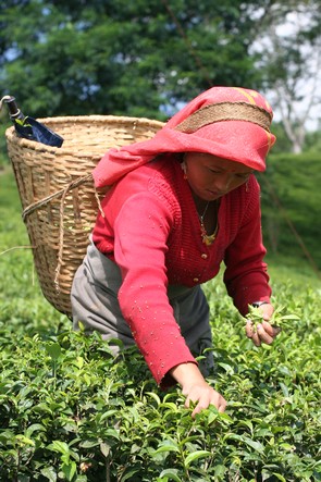 A Christmas basket filled with tea leaves