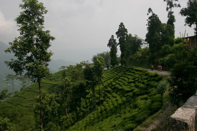 An air of Christmas in the fields of tea