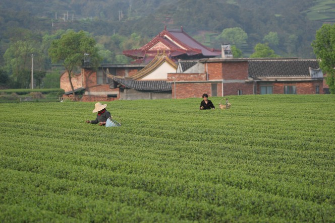 Mid-April, my attention turns to China