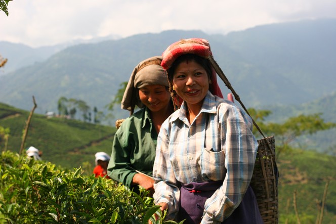 The first Tea School trip to Darjeeling