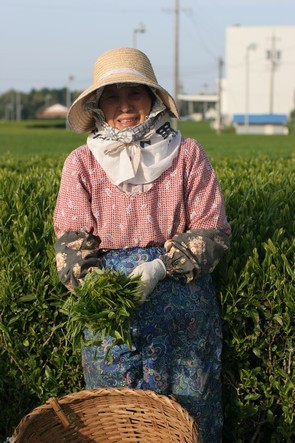 Good news for Japanese tea lovers