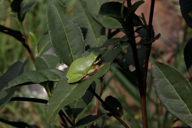 Leaves of the tea plant also attract frogs Leaves of the tea plant also attract frogs