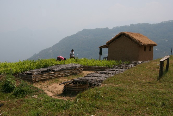 Tasting new teas is like a bowl of fresh air