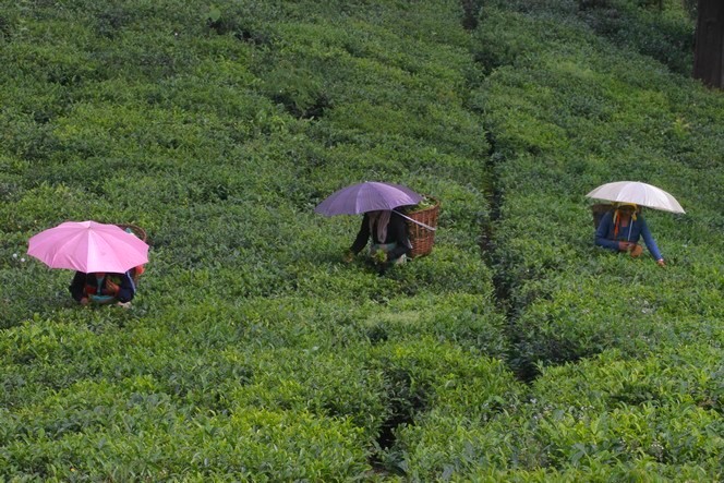 Tea pluckers bringing out their umbrellas Tea pluckers bringing out their umbrellas