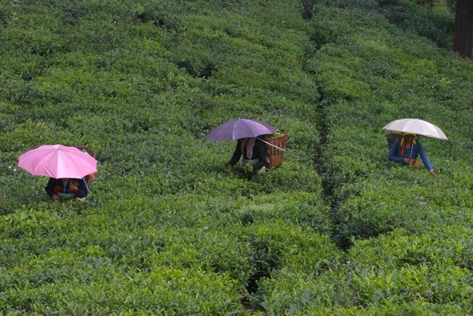 Tea pluckers bringing out their umbrellas