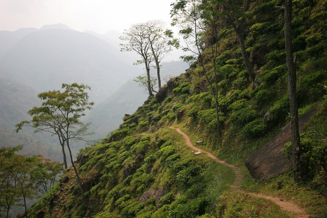 A Nepalese plantation in the middle of nowhere