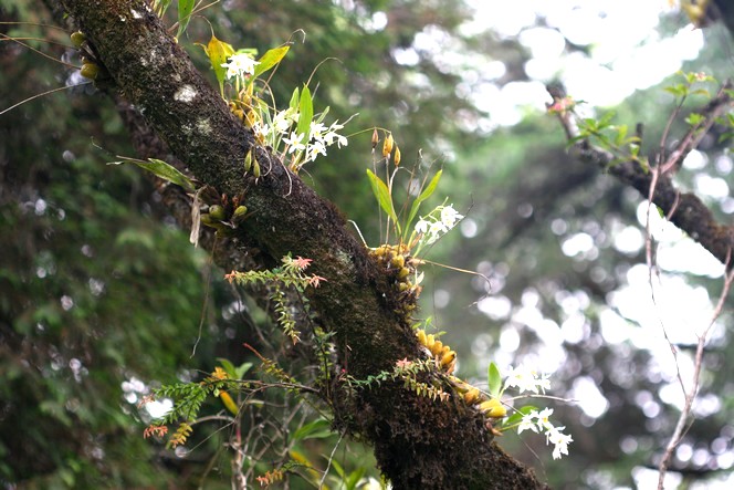 Wild orchids growing around tea plantations