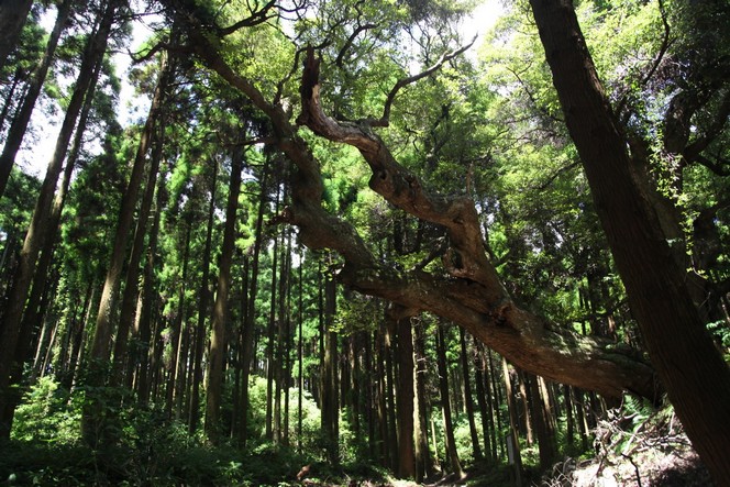 Visiting Japan’s first tea gardens