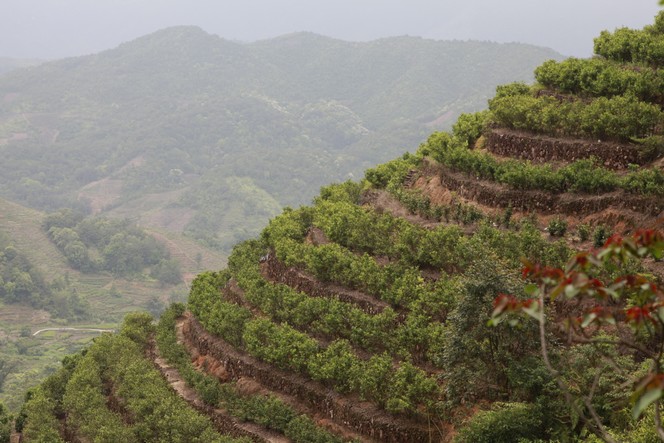 Looking like a vineyard… Looking like a vineyard…
