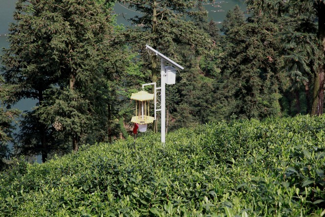 An ingenious solar-powered insect trap