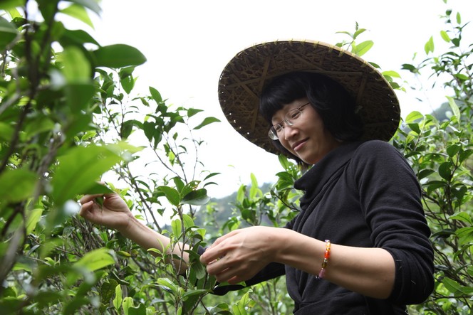 Plucking tea from full-sized tea plants