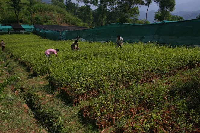 The last autumn teas in Darjeeling