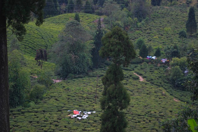 An interesting use for the tea plant An interesting use for the tea plant