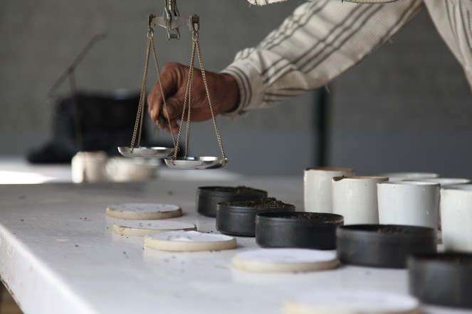 Measuring the tea carefully for tastings