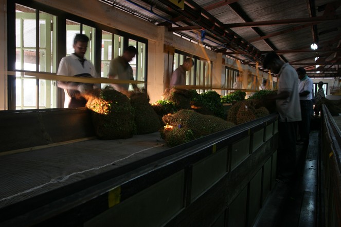 A winter harvest in Sri Lanka