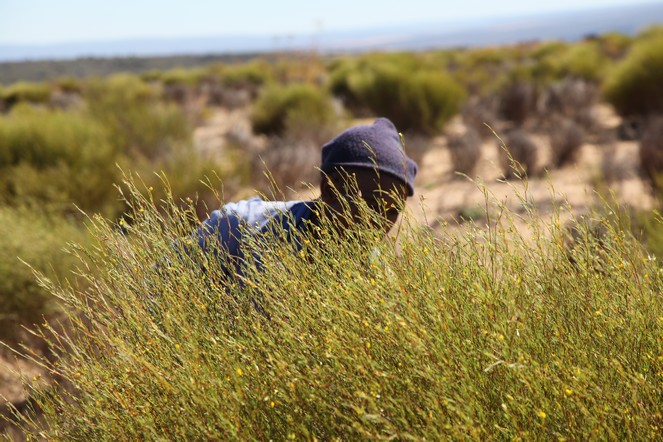 The rooibos harvest in South Africa