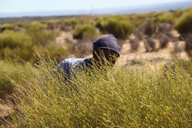 The rooibos harvest in South Africa