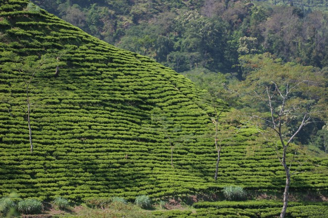 In Darjeeling, the spring harvest is approaching