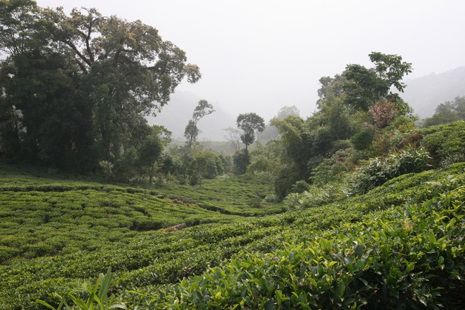 The first flush Darjeelings have started to arrive