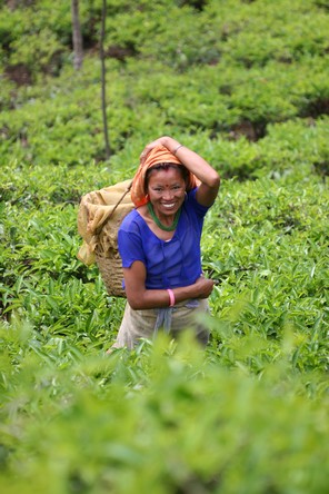 Selection of 2013 first flush Darjeelings